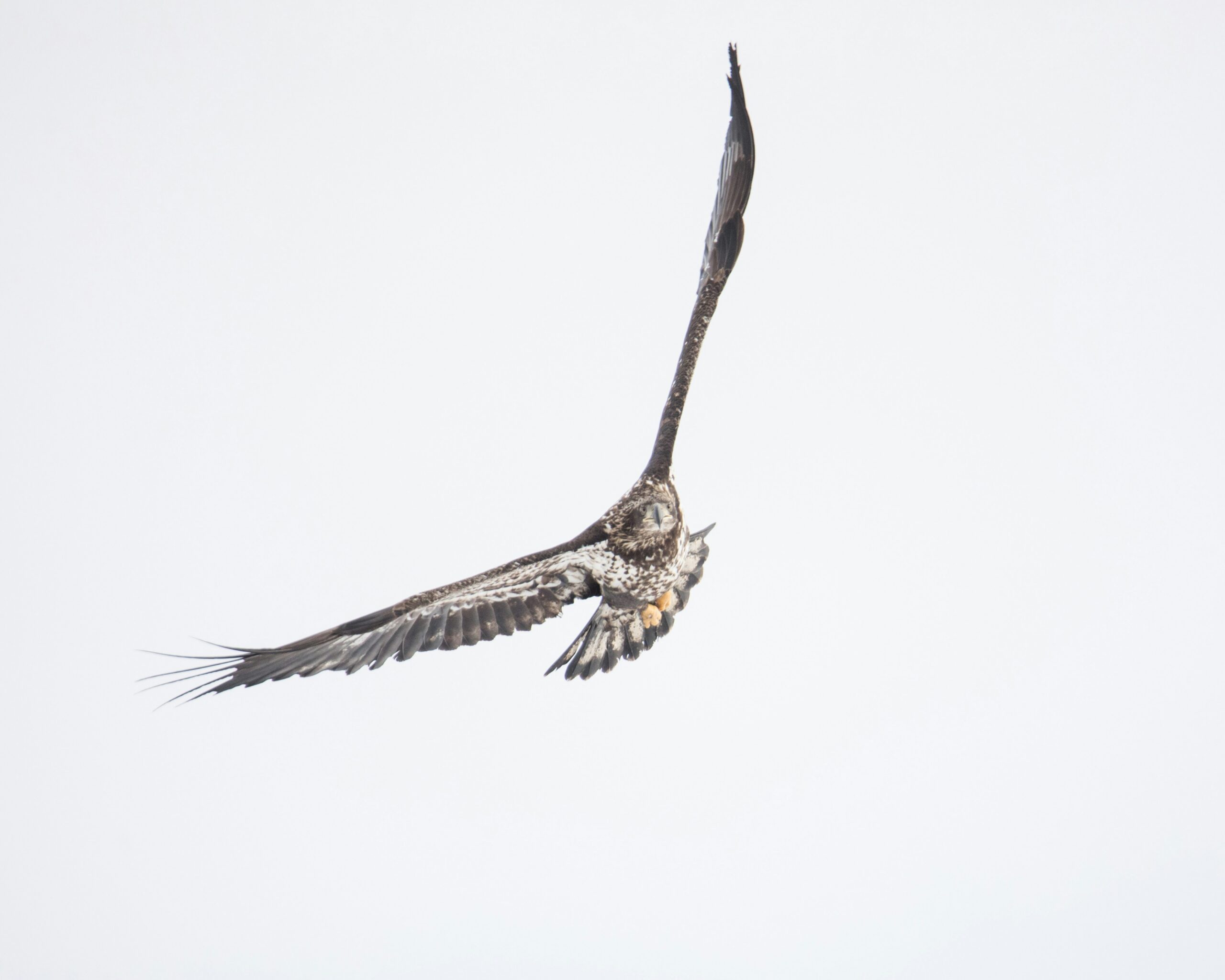 Owl flying during a birds of prey demonstration inspired by the Birds in Motion experience at Grouse Mountain in North Vancouver.