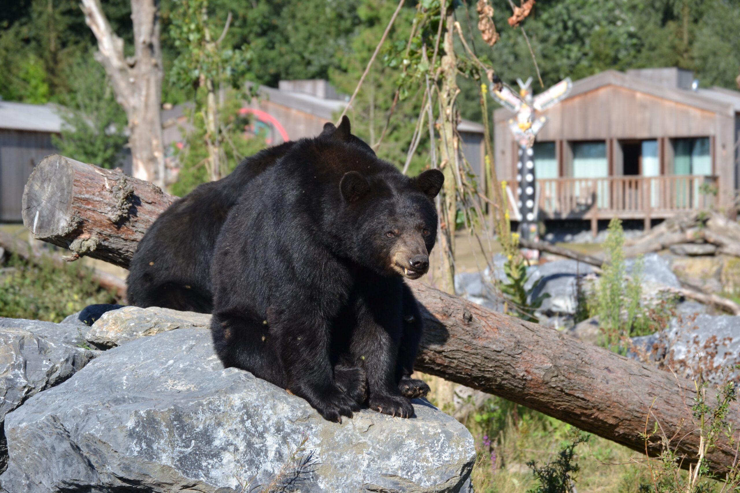 Grizzly bear at the Grouse Mountain Wildlife Refuge in Vancouver