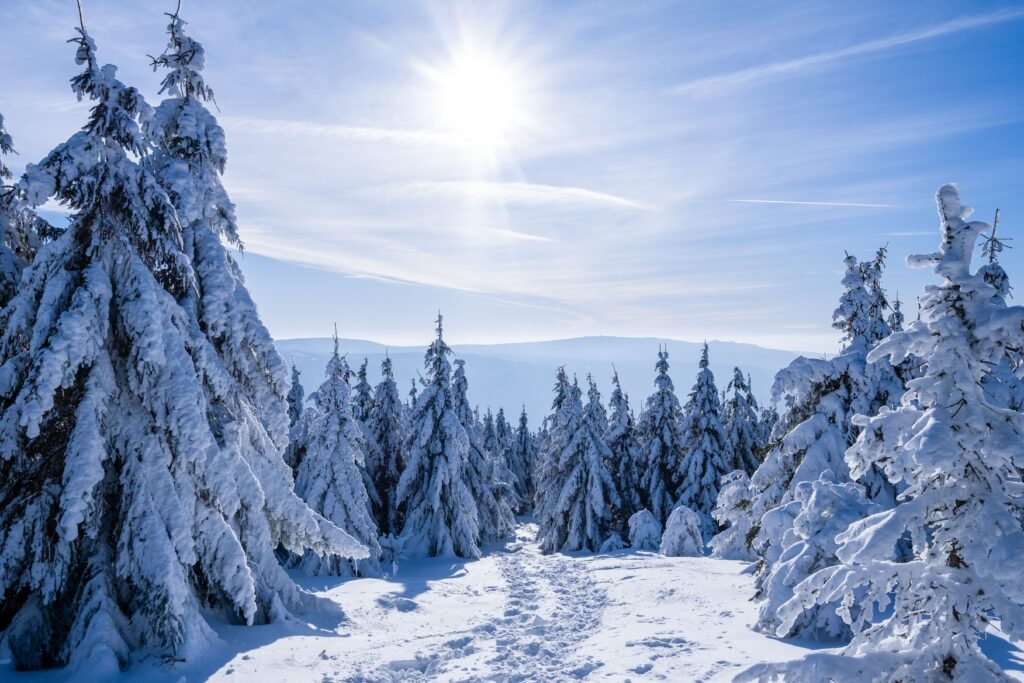 Snow-covered winter trail at Grouse Mountain surrounded by evergreen trees in North Vancouver, British Columbia.