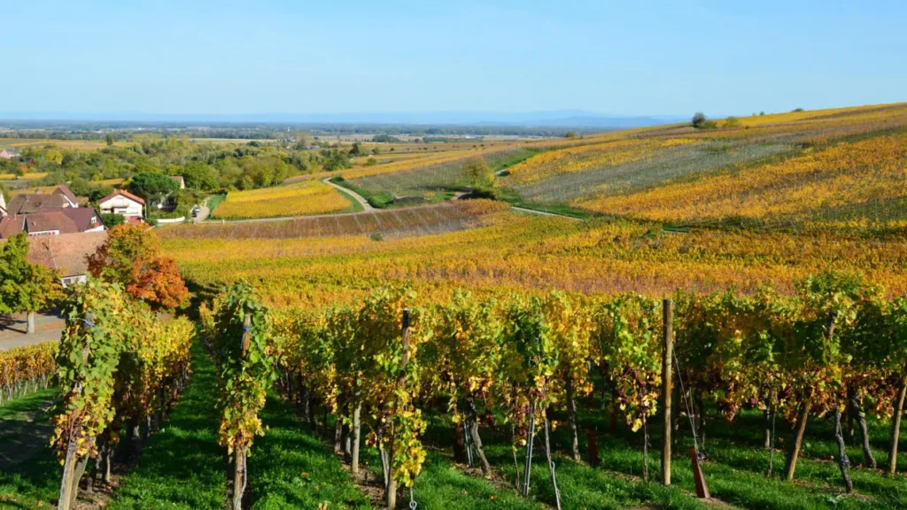 Autumn vineyards covering the rolling hills of the Beaujolais wine region in France