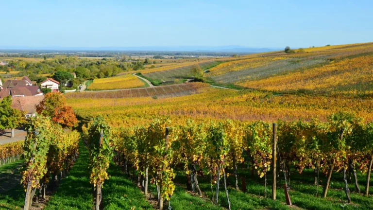 Autumn vineyards covering the rolling hills of the Beaujolais wine region in France
