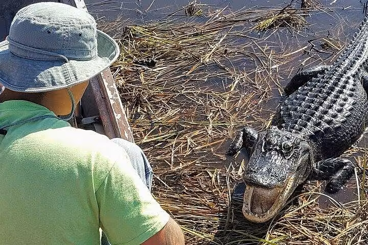 American alligator with open mouth near a visitor in the Florida Everglades wetlands