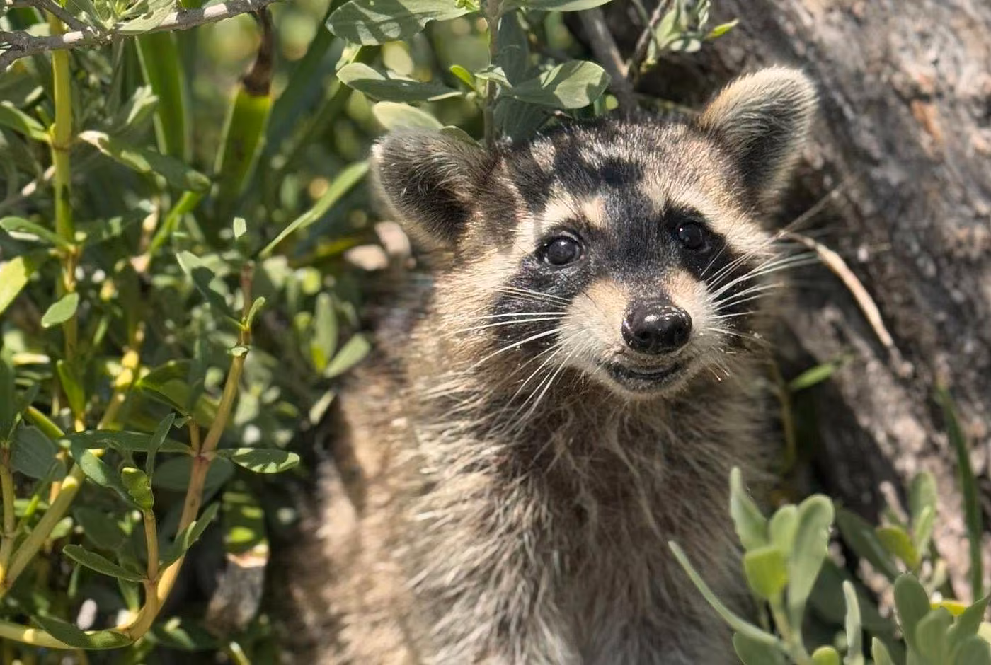 Raccoon surrounded by lush coastal vegetation and trees, illustrating wildlife on Miami's Raccoon Island