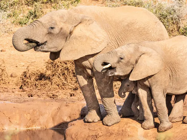 Three African elephants, including a calf, beside a waterhole