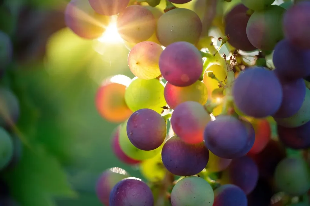 Close-up of purple and green grapes ripening on a vine in warm sunlight