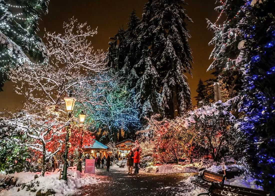Snow-covered trees illuminated with colorful Christmas lights at Capilano Canyon Lights in Vancouver