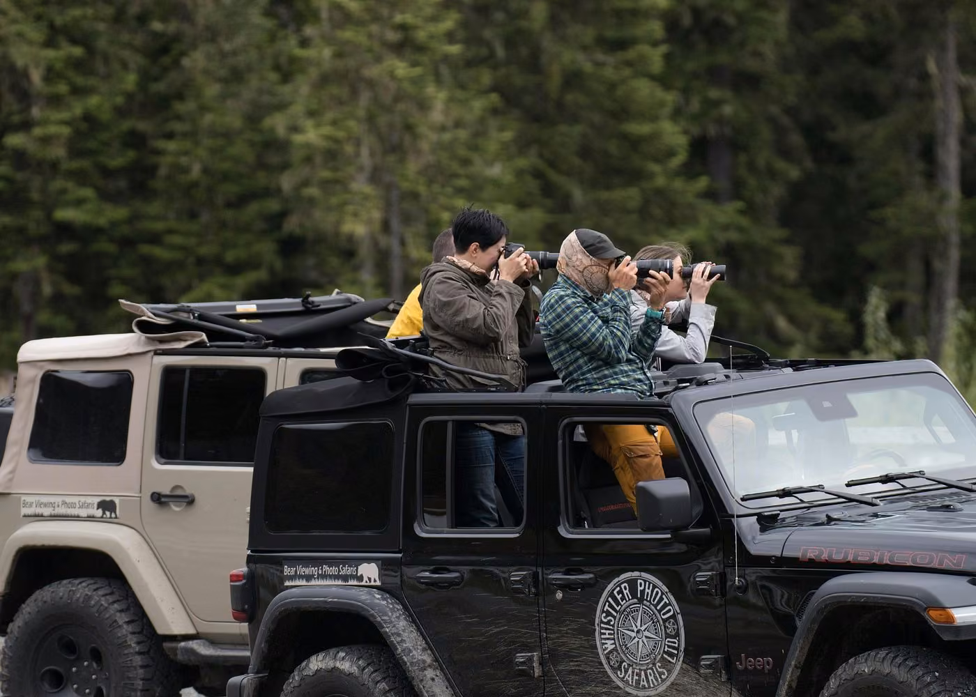 Visitors photographing wildlife from open-top 4x4 Jeeps during a bear safari in Whistler, British Columbia