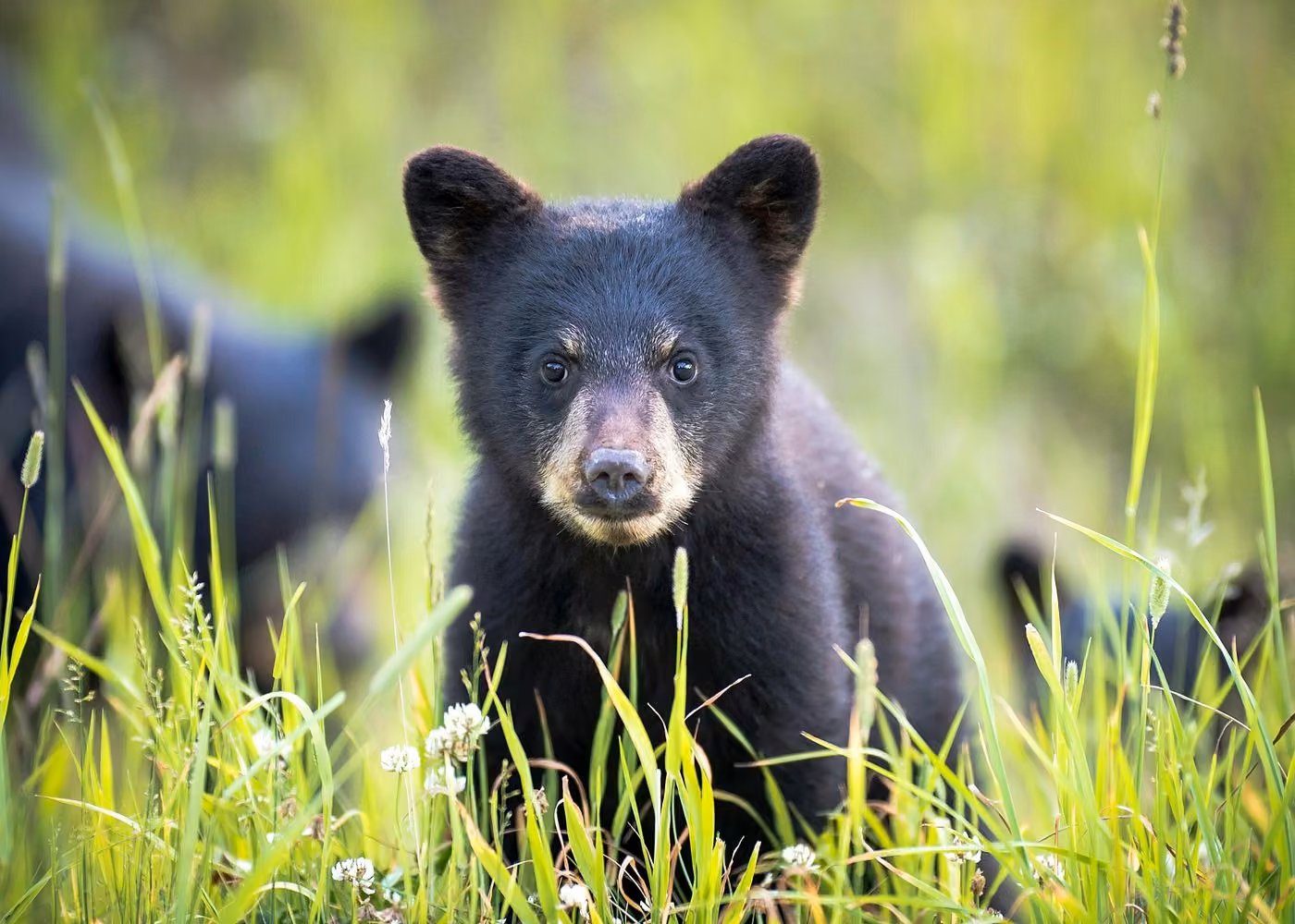 Young black bear cub standing in green grass during a wildlife encounter in British Columbia