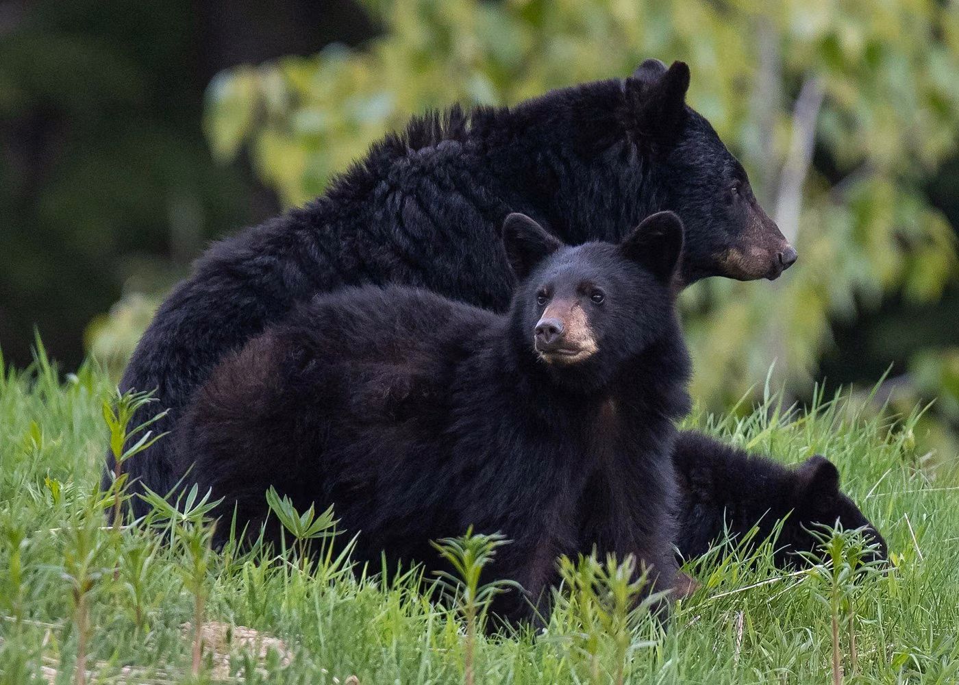 Black bear mother with two cubs resting in green grass in a forest habitat in British Columbia